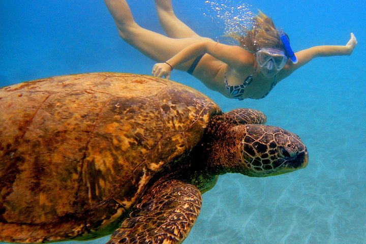 Snorkel and swim with sea turtles!